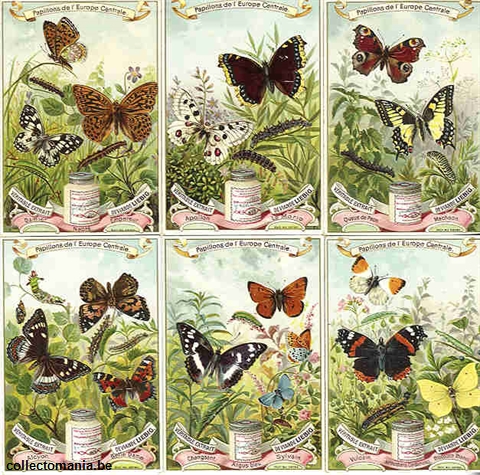 Chromo Trade Card 0518 Papillons de l'Europe centrale