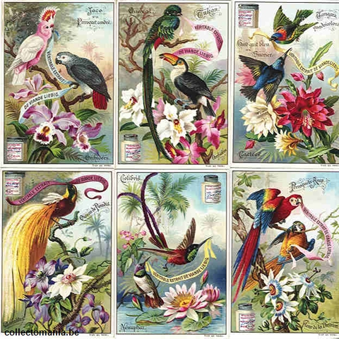 Chromo Trade Card 0540 (Oiseaux et fleurs exotiques)
