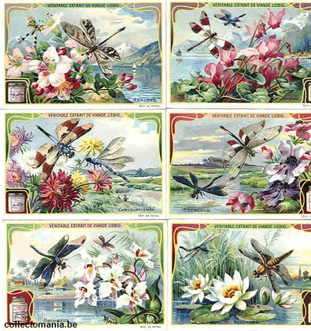 Chromo Trade Card 0896 (Fleurs et libellules)