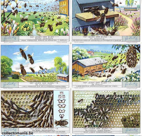 Chromo Trade Card 1267 Vie des abeilles (la)