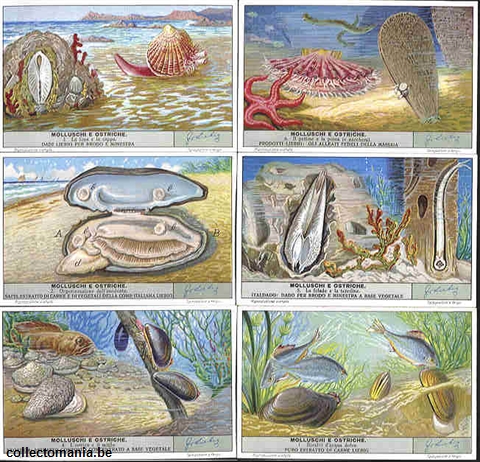 Chromo Trade Card 1432 Molluschi e ostriche
