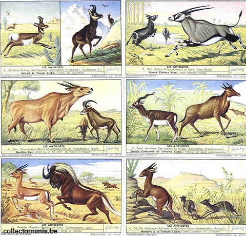 Chromo Trade Card 1559 Antilopes (les)