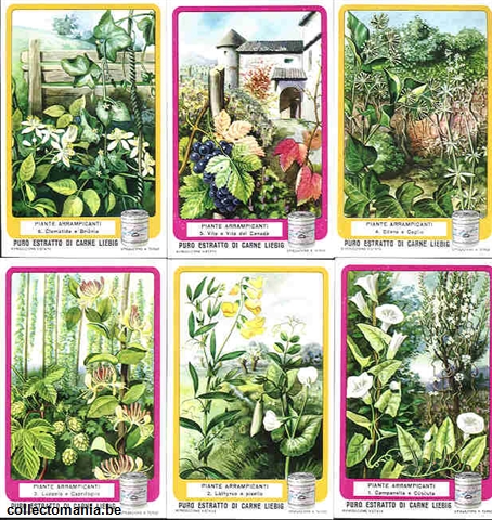Chromo Trade Card 1624 Plantes grimpantes