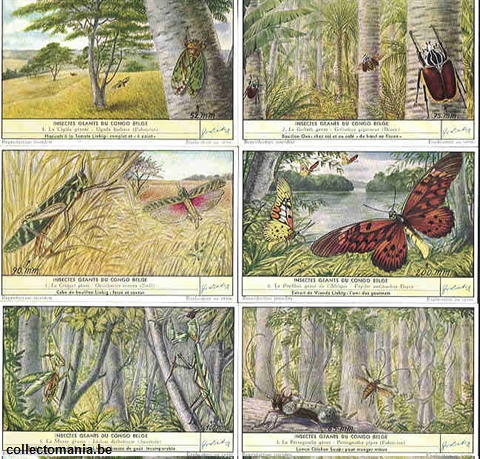 Chromo Trade Card 1644 Insectes géants du Congo Belge