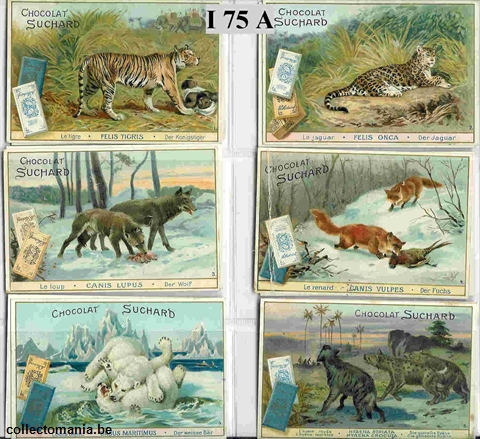 Chromo Trade Card SucI075 Wild animals (12)