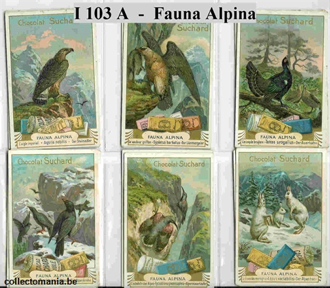 Chromo Trade Card SucI103 Fauna alpina (12)