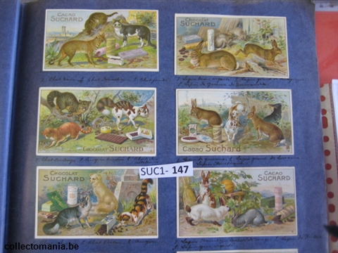 Chromo Trade Card SucI147 Breeds of cats and rabbits (12)
