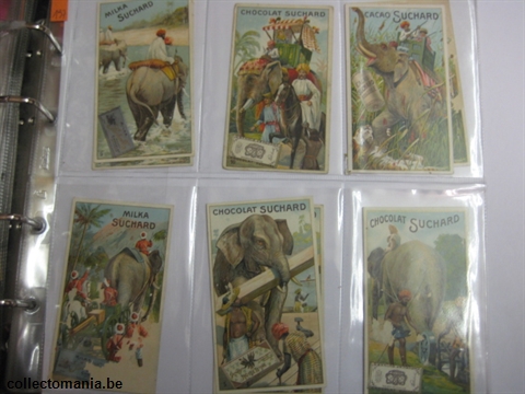 Chromo Trade Card SucI197 Elephants (12)