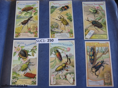 Chromo Trade Card SucI250 Exotic Beetles (12)