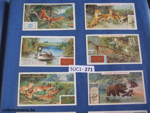 Chromo Trade Card SucI271 Animals and birds with their young (12)