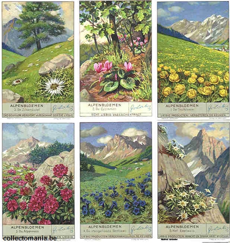 Chromo Trade Card 1335 Fleurs des Alpes2
