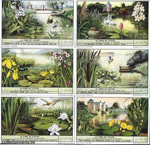 Chromo Trade Card 1516 Flore de l'étang (la)