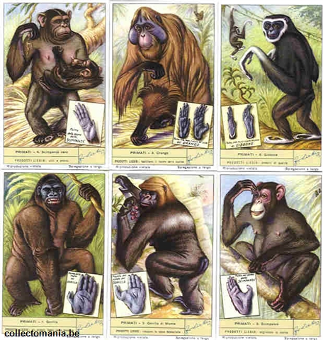 Chromo Trade Card 1598 I primati