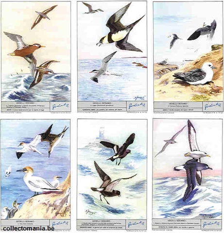 Chromo Trade Card 1796 Uccelli oceanici