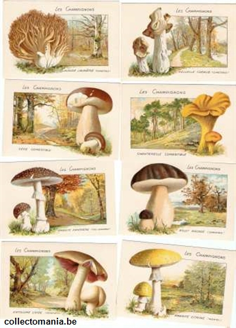 Chromo Trade Card champignons 